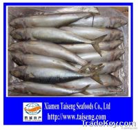 High Quality BQF Fresh Pacific Mackerel for  Sale