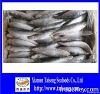 BQF High Quality Frozen Fish Chilled Sardine
