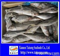 Fresh Frozen Trachurus Trachurus Iced Horse Mackerel