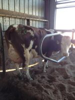  Holstein Heifers Cows / Holstein Heifers / Friesian Live Dairy Cow 