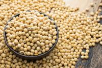 soybeans wholesale suppliers and manufacturers.