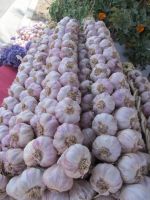 Spring Organic Gourmet Garlic