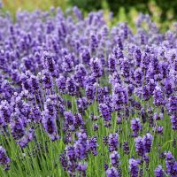 Outside pride Lavender English Plant Seed - 5000 Seeds