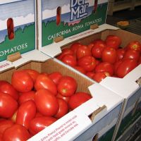 Best quality Fresh Tomatoes for sales