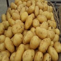 Organic Potatoes Fresh Potatoes for Sale at Low Price 