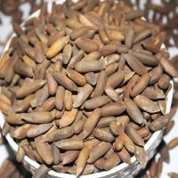 Buy Organic cheap bulk open pine nut/pine seed/pine nuts in shell at cheap price
