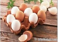 egg box machine