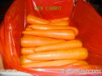 fresh carrot