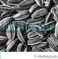 2012  long type sunflower seeds 5009