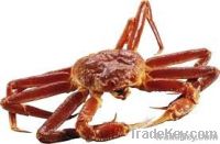 Live Snow Crab(Chionoecetes Opilio)