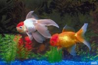 We supply live Arowana fishes of all kinds,