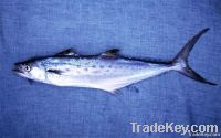 Spanish Mackerel