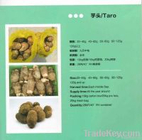 https://ar.tradekey.com/product_view/-taro-3225916.html