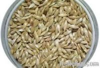 canary seed