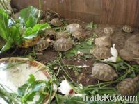 Tortoises & Turtles For Sale.