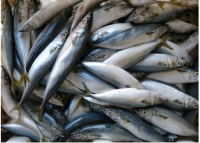 Frozen Atlantic Norwegian Mackerel Fish