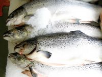 Fresh And Frozen Atlantic Salmon Fish And Fillet