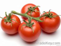 Tomato Fresh And Ready 2 Eat