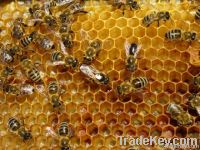 100% Natural Honey Poliflora 2T