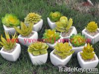 artificial succulent in pots