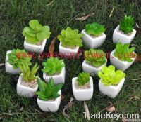 artificial succulent in pots