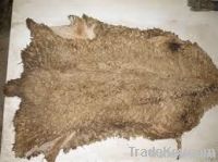 Sheep and lamb Skins