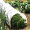 Garden Poly Tunnel