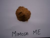 Mimosa Me