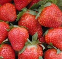 Sweet Charlie strawberries