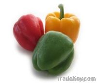 Fresh Capsicum