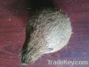 indian fresh pollachi coconut export