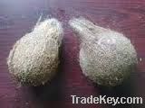 indian fresh pollachi coconut export