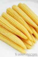 Baby Corn