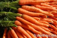 fresh carrot