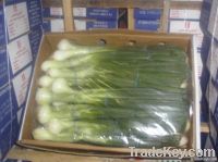 fresh spring onion