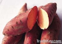 Fresh Sweet Potatoes