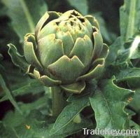 artichoke