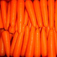 https://jp.tradekey.com/product_view/Carrot-24496.html