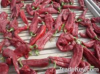 sun dried chilli