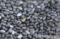 Wholesale Bulk Organic & Conv. Chia Seed & Organic