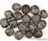 Rubber Seeds