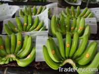 Fresh Carvendish banana