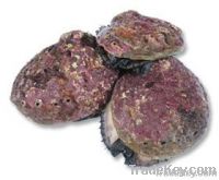 IQF Abalone Meat