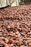 Coffee Beans and Cocoa Beans