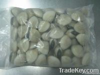 Frozen Whole Shell White Clam