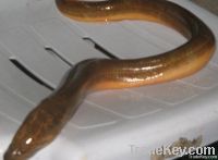 Fresh Water Live Yellow Eel