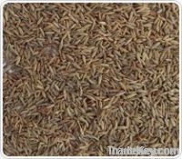 Cumin Seeds