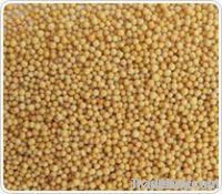 Yellow Mustard Seeds