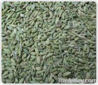 Indian Fennel Seeds