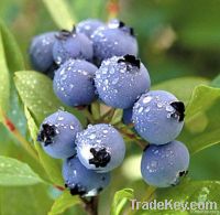 Chinese Bilberry Extracts